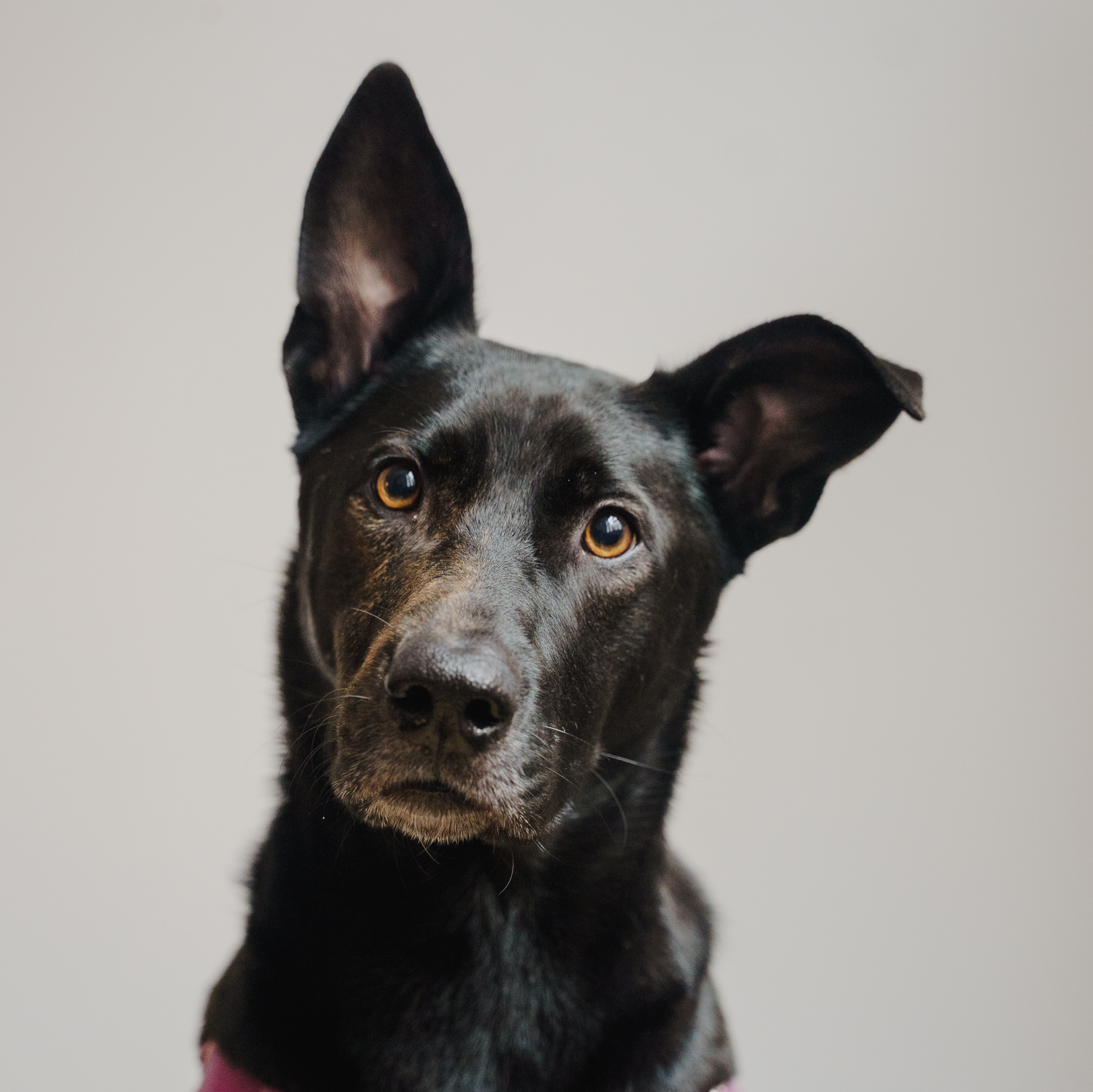 Chaiyya the Dog
