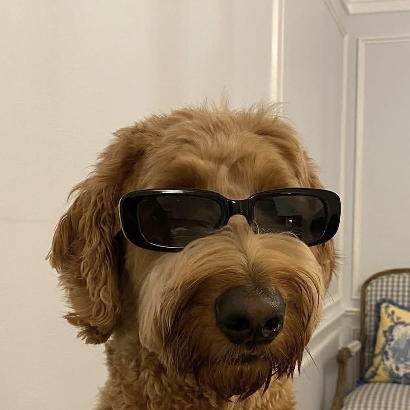 Hodu the Dog