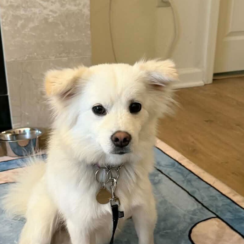 Melon the Dog